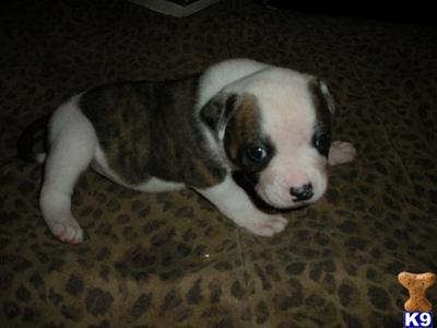 American Bulldog Puppies for Sale